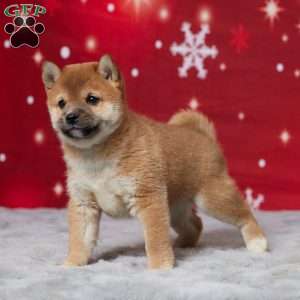 Butch, Shiba Inu Puppy